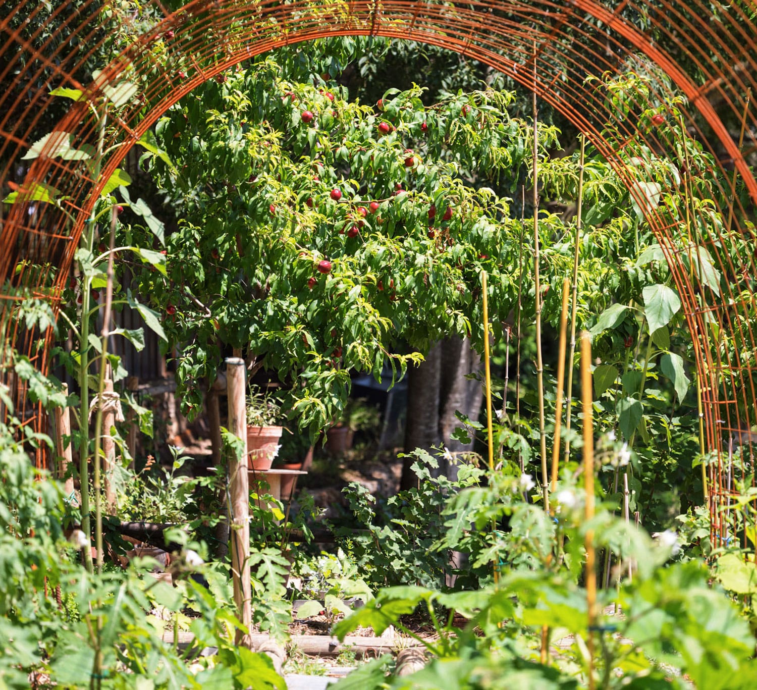 jardin-secret-cuisine-potager-2-ete-2023